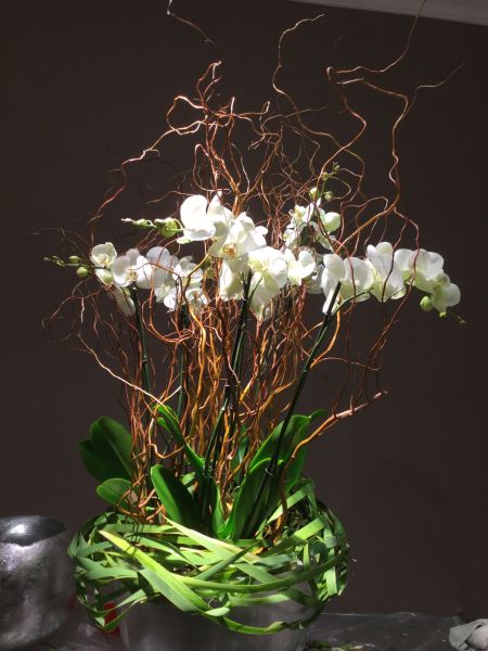 Blumen für Firmen weisse Orchideen