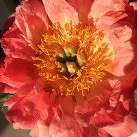 knallige Event Bluete