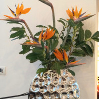 Strelizien Arrangement